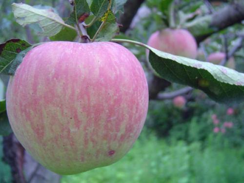 Me like an apple