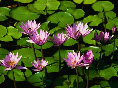 Sweet water lilies