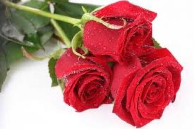 Swt rose