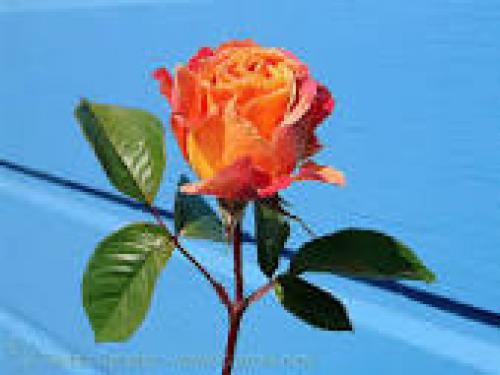 Anitaagomis@hotmail.com  )